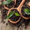 52% Increase in the Price of Iranian Tea