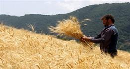 پس از ۴ماه تأخیر، قیمت ۳۲هزار تومان خرید تضمینی گندم مصوب می‌شود؟