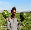 نقش هندوانه در مصرف آب کشور چقدر است؟