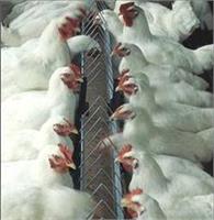 جهش ۷ درصدی عرضه گوشت طیور در آذرماه| رکوردشکنی عرضه گوشت مرغ پس از ۵ سال