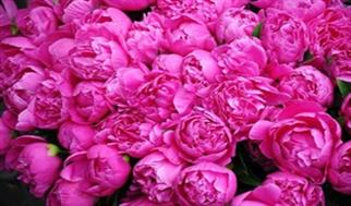 مطالبه ۱۰ ساله برای حضور گل محمدی روی اسکناس