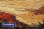 سالانه ۲ میلیون و ۵۰۰ هزارتن نیاز به واردات جو داریم
