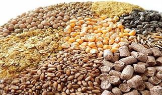 نهاده دامی مورد نیاز کشور تا پایان سال تامین است