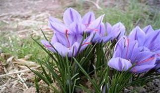 قیمت زعفران افزایش یافت