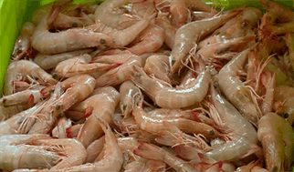 افزایش ۳۷ درصدی تولید میگو/ بوشهر نخستین تولیدکننده میگو کشور