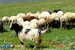 گوسفند‌ها در حال مهاجرت از ایران