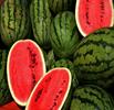 میانگین غلظت نیترات در هندوانه‌های ایران کمتر از ۱۰ میلی‌گرم بر کیلو گرم است