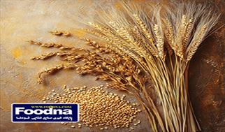 قیمت جو تولید داخل به ۲۰ هزارتومان رسید