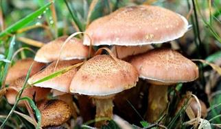 مصرف این قارچ‌ها جانتان را تهدید می‌کند!
