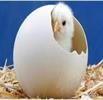 نیازی به جوجه ریزی ماهانه بیش از ۱۱۰ میلیون قطعه نداریم