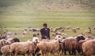 افزایش چهار هزار تنی تولید گوشت قرمز توسط عشایر هدف‌گذاری شد