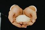 گرانی بی‌سابقه برنج؛ مقصر کیست؟