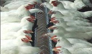 علت نوسانات بازار مرغ چیست؟ / مرغ‌ها گرسنه‌اند