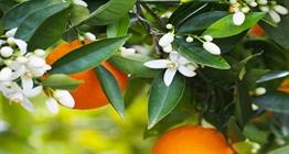 معجزه بهاری برای سلامتی و جوانی