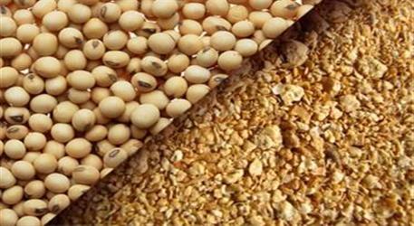 ثبت‌سفارش ذرت دامی و جو از شنبه آغاز می‌شود