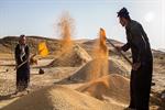 آغاز پرداخت غرامت گندمکاران با واریز 1100 میلیارد تومان