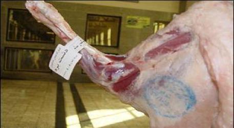 صدور اطلاعیه درباره تغییر مبدأ ثبت سفارش گوشت منجمد وارداتی