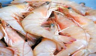 تولید میگو رکورد می زند