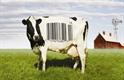Non-antibiotic treatment of bovine mastitis using APT| Controlling livestock drinking water with the help of H2Oalert technology