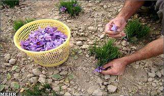 سالانه ۳۵۰ تن نگین زعفران در کشور تولید و ۲۵۰ تن آن صادر می‌شود