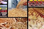 ذخایر نهاده های دامی مطلوب است/تولید ماهانه ۲۵۰ هزار تن گوشت مرغ در کشور