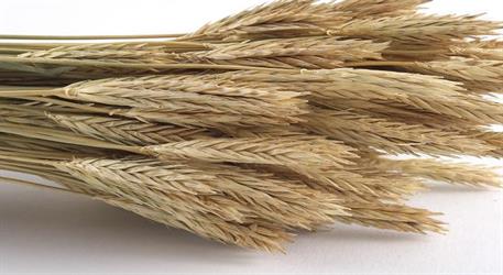 ثبت سفارش واردات گندم معمولی برای تأمین نیاز صنف و صنعت از 18 شهریور
