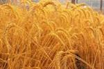 تجارت جهانی گندم در سایه بحران هرمز؛ قیمت صادرات گندم ۵ تا ۱۵دلار در تن افزایش یافته است