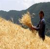 تولید گندم به ۱۴ میلیون تن می‌رسد