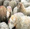 افزایش تولید دام سبک و گوشت قرمز دامداران عشایری