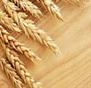 سن گندم، خسارت خاموش برای محصولات استراتژیک کشور
