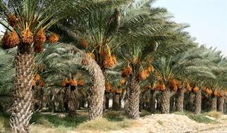 خوزستان به سوی تحول صنعت خرما؛ هدف‌ تولید ۵۰۰ هزار تن با طرح‌ فناورانه