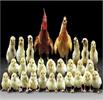 جوجه‌ریزی ۱۳۰ میلیونی؛ تولید مرغ در آستانه جهش صادراتی