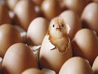 پیش بینی ۱۶۰ میلیون قطعه جوجه ریزی در آذرماه/مشکلی در تامین و عرضه مرغ نداریم