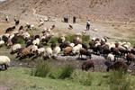 عرضه پنج هزار دام زنده عشایری در استان تهران