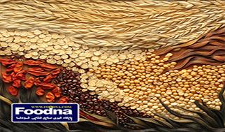 سالانه ۲ میلیون و ۵۰۰ هزارتن نیاز به واردات جو داریم