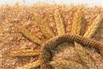 قیمت سبوس گندم آزاد شد