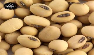 سمنان؛ قطب تأمین مواد اولیه صنعت روغن کشور با تبدیل سالانه ۷۰۰ هزار تن دانه سویا