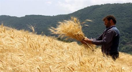 پس از ۴ماه تأخیر، قیمت ۳۲هزار تومان خرید تضمینی گندم مصوب می‌شود؟