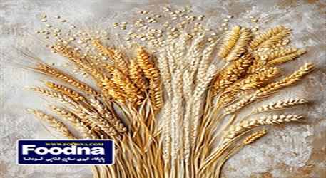 ابلاغ بخشنامه جدید ترخیص گندم معمولی و دامی به گمرکات کشور؛ ترخیص به تأیید سیستمی جهاد کشاورزی در سامانه EPL منوط شد