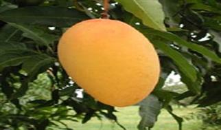 واردات انبه به ایران آزاد شد؛ ثبت سفارش از دهم خرداد ۱۴۰۴