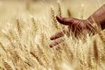 رونق دوباره تجارت جهانی گندم؛ تقاضای واردکنندگان و مصرف جهانی در مسیر صعود
