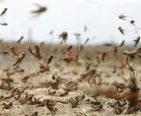 احتمال حمله ملخ صحرایی در اسفند شدت گرفت