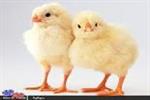 جوجه ریزی خرداد به ۱۲۵ میلیون قطعه می‌رسد/مشکلی در تامین نهاده دامی نداریم