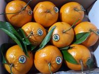 میوه وارداتی از یک قاره دیگر ارزانتر از میوه داخلی شد