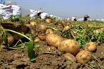 خام فروشی سیب زمینی کرمان در نبود کارخانه فرآوری؛ سودی که خارج می شود