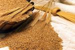 کاهش ۴۰ درصدی قیمت جهانی گندم از ۳ سال گذشته