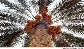 خرمای جنوب کرمان، قربانی خاموش آفت‌ ها و سیاست‌ های صادراتی