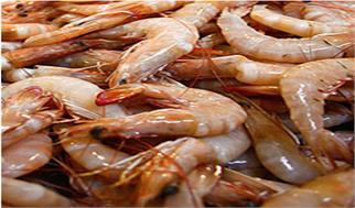 جهش صادرات میگو/ هیچ شناوری بدون مجوز صید سوخت نمی‌گیرد