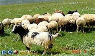 گوسفند‌ها در حال مهاجرت از ایران