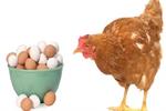 چرا مرغ و تخم‌مرغ گران شد؟ کاهش عرضه نهاده و بحران ارز به روایت اتحادیه واردکنندگان